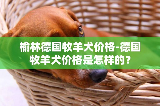 榆林德國牧羊犬價格-德國牧羊犬價格是怎樣的？