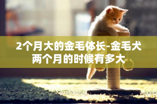 2個月大的金毛體長-金毛犬兩個月的時候有多大