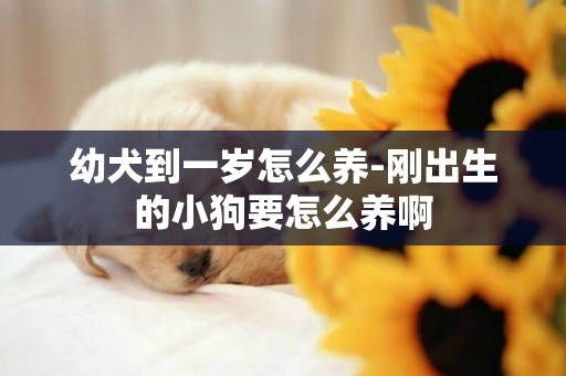 幼犬到一歲怎么養-剛出生的小狗要怎么養啊