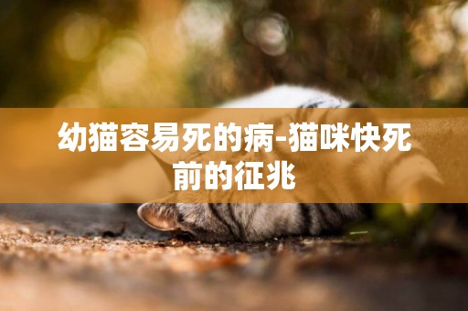 幼貓容易死的病-貓咪快死前的征兆