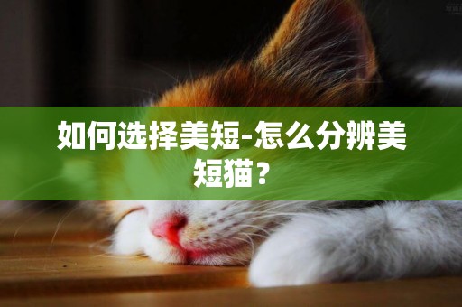 如何選擇美短-怎么分辨美短貓？