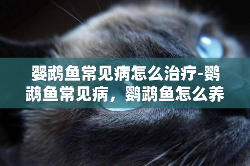 嬰鵡魚常見病怎么治療-鸚鵡魚常見病，鸚鵡魚怎么養