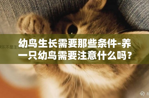 幼鳥生長需要那些條件-養一只幼鳥需要注意什么嗎？