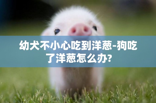 幼犬不小心吃到洋蔥-狗吃了洋蔥怎么辦?