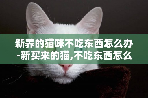 新養的貓咪不吃東西怎么辦-新買來的貓,不吃東西怎么辦?