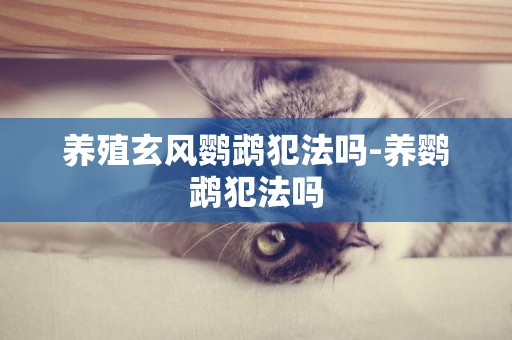養殖玄風鸚鵡犯法嗎-養鸚鵡犯法嗎