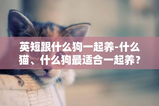 英短跟什么狗一起養-什么貓、什么狗最適合一起養？