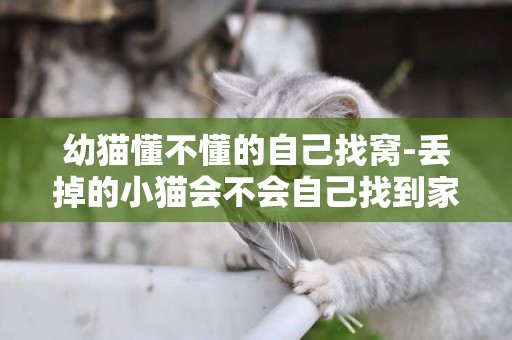 幼貓懂不懂的自己找窩-丟掉的小貓會不會自己找到家