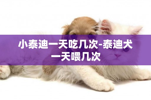 小泰迪一天吃幾次-泰迪犬一天喂幾次