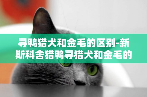 尋鴨獵犬和金毛的區別-新斯科舍獵鴨尋獵犬和金毛的區別