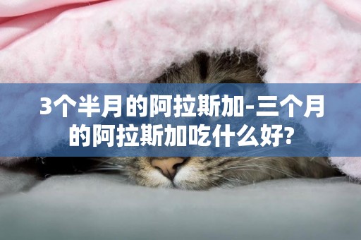 3個半月的阿拉斯加-三個月的阿拉斯加吃什么好?