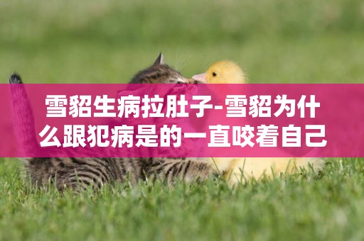 雪貂生病拉肚子-雪貂為什么跟犯病是的一直咬著自己不放