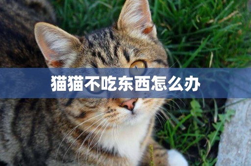 貓貓不吃東西怎么辦