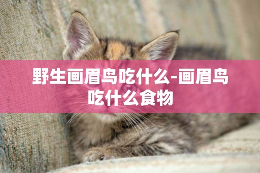 野生畫眉鳥吃什么-畫眉鳥吃什么食物