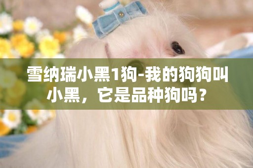 雪納瑞小黑1狗-我的狗狗叫小黑，它是品種狗嗎？
