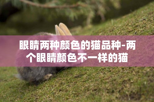 眼睛兩種顏色的貓品種-兩個眼睛顏色不一樣的貓