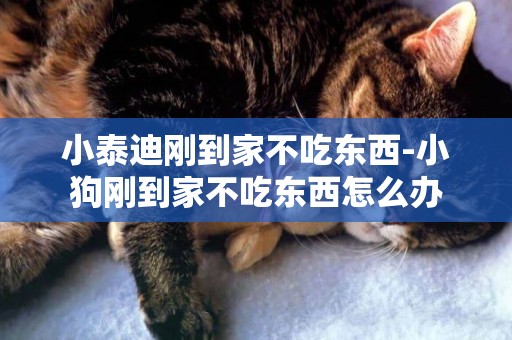 小泰迪剛到家不吃東西-小狗剛到家不吃東西怎么辦