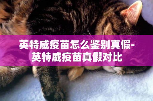 英特威疫苗怎么鑒別真假-英特威疫苗真假對比