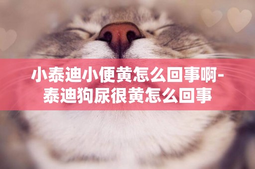 小泰迪小便黃怎么回事啊-泰迪狗尿很黃怎么回事