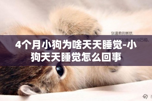 4個月小狗為啥天天睡覺-小狗天天睡覺怎么回事