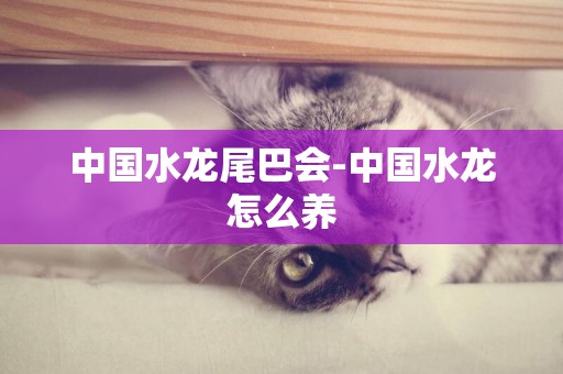 中國水龍尾巴會-中國水龍怎么養