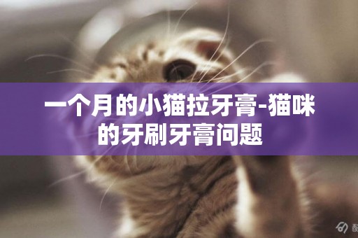 一個月的小貓拉牙膏-貓咪的牙刷牙膏問題