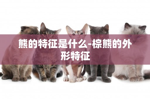熊的特征是什么-棕熊的外形特征