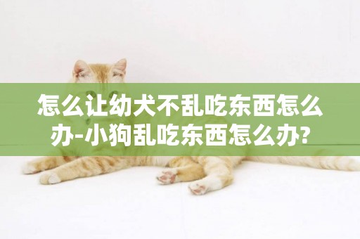 怎么讓幼犬不亂吃東西怎么辦-小狗亂吃東西怎么辦?