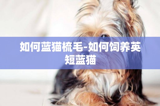 如何藍貓梳毛-如何飼養英短藍貓