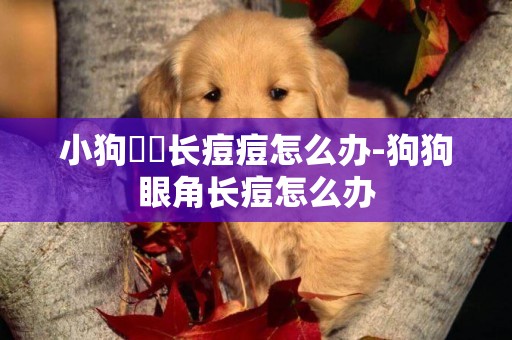 小狗熱氣長痘痘怎么辦-狗狗眼角長痘怎么辦