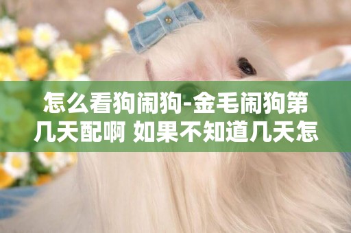 怎么看狗鬧狗-金毛鬧狗第幾天配啊 如果不知道幾天怎么看啊？