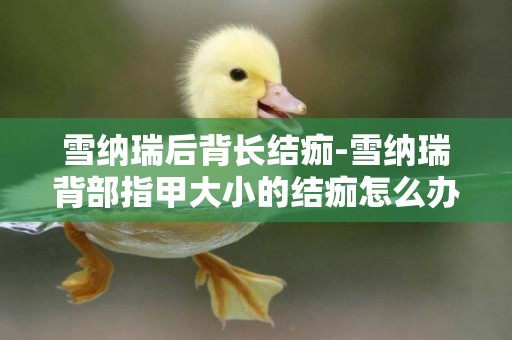 雪納瑞后背長結痂-雪納瑞背部指甲大小的結痂怎么辦？