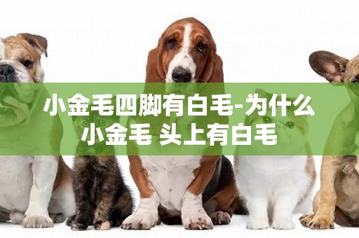 小金毛四腳有白毛-為什么小金毛 頭上有白毛