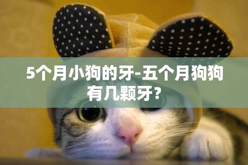 5個月小狗的牙-五個月狗狗有幾顆牙？