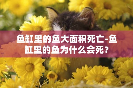 魚缸里的魚大面積死亡-魚缸里的魚為什么會死？