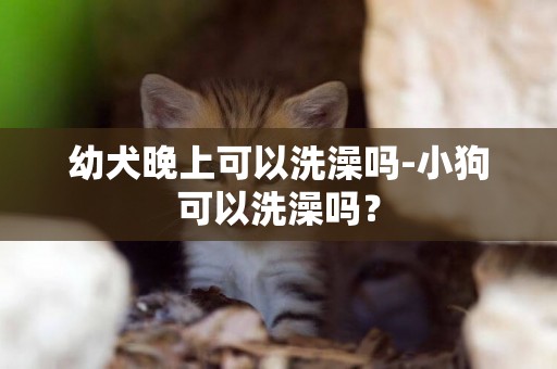 幼犬晚上可以洗澡嗎-小狗可以洗澡嗎？