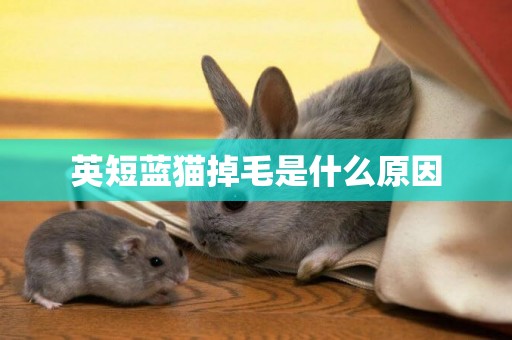 英短藍貓掉毛是什么原因