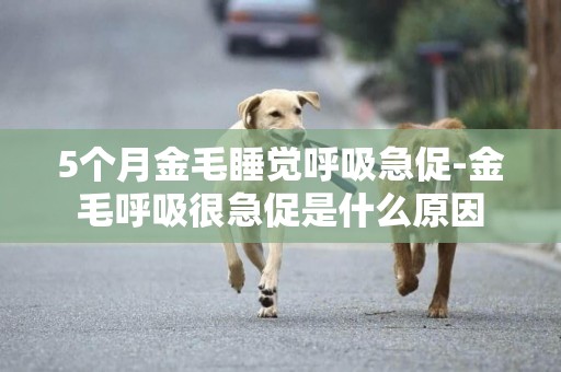 5個月金毛睡覺呼吸急促-金毛呼吸很急促是什么原因
