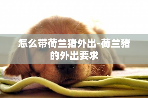 怎么帶荷蘭豬外出-荷蘭豬的外出要求