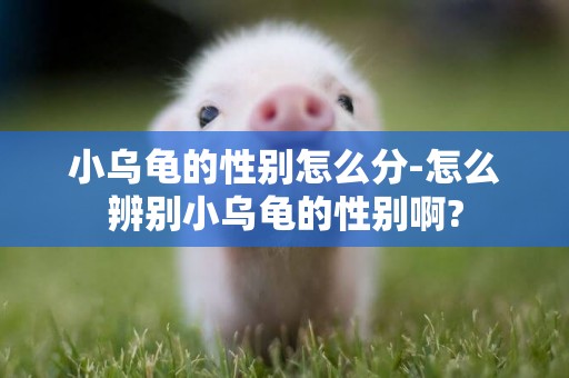 小烏龜的性別怎么分-怎么辨別小烏龜的性別啊?