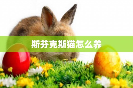 斯芬克斯貓怎么養