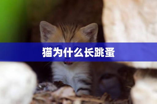 貓為什么長跳蚤