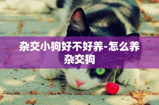 雜交小狗好不好養-怎么養雜交狗
