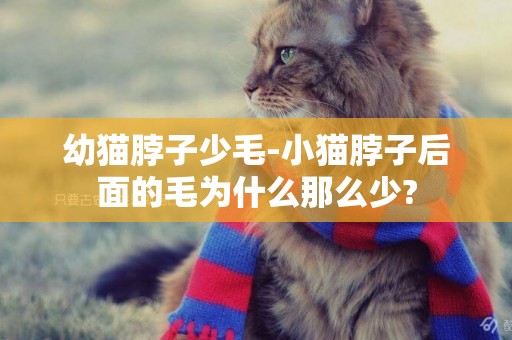 幼貓脖子少毛-小貓脖子后面的毛為什么那么少?