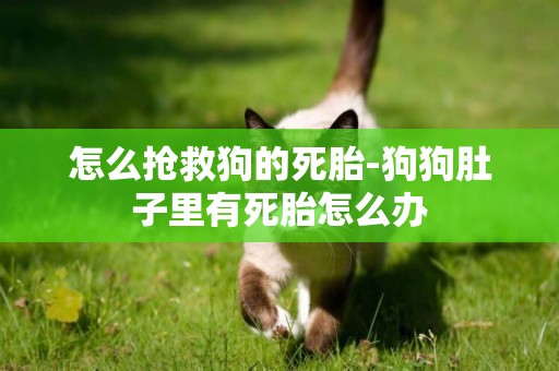 怎么搶救狗的死胎-狗狗肚子里有死胎怎么辦