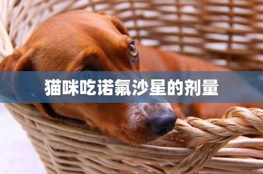 貓咪吃諾氟沙星的劑量