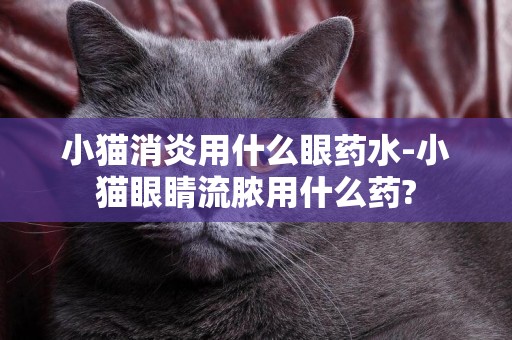 小貓消炎用什么眼藥水-小貓眼睛流膿用什么藥?