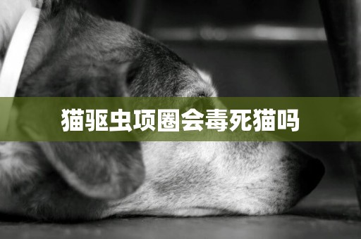 貓驅蟲項圈會毒死貓嗎