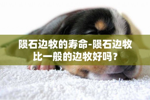 隕石邊牧的壽命-隕石邊牧比一般的邊牧好嗎？