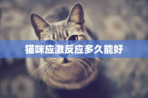 貓咪應激反應多久能好
